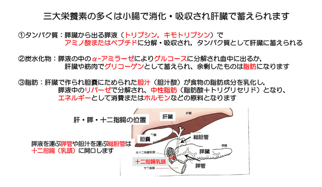 図３　タンパク質、炭水化物、脂肪の消化・吸収、貯蔵