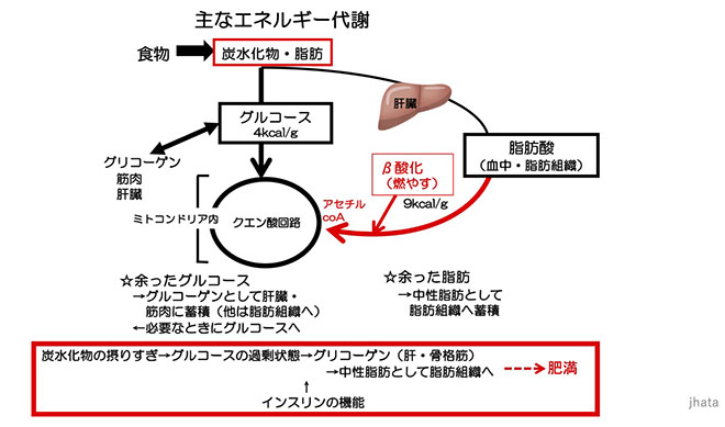 図４　糖、脂肪によるエネルギー代謝