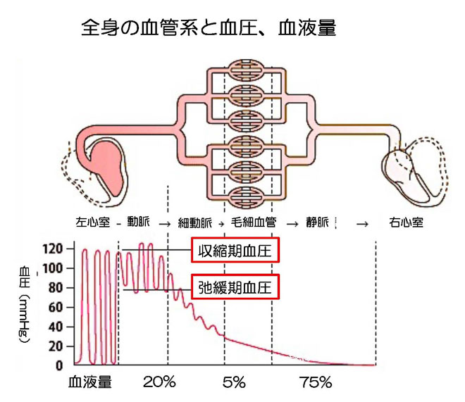 図４　全身の血管の血圧、血液量