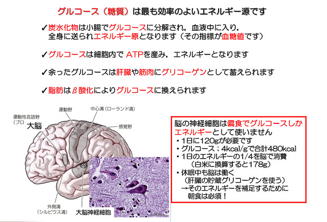 図５　グルコースはエネルギーとして効率よく働く