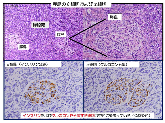 図７　膵島のミクロ　インスリンを分泌するβ細胞とグルカゴンを分泌するα細胞
