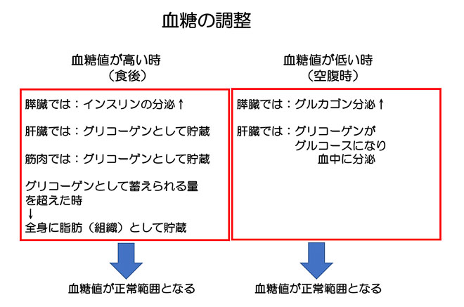 図８ 血糖の調整